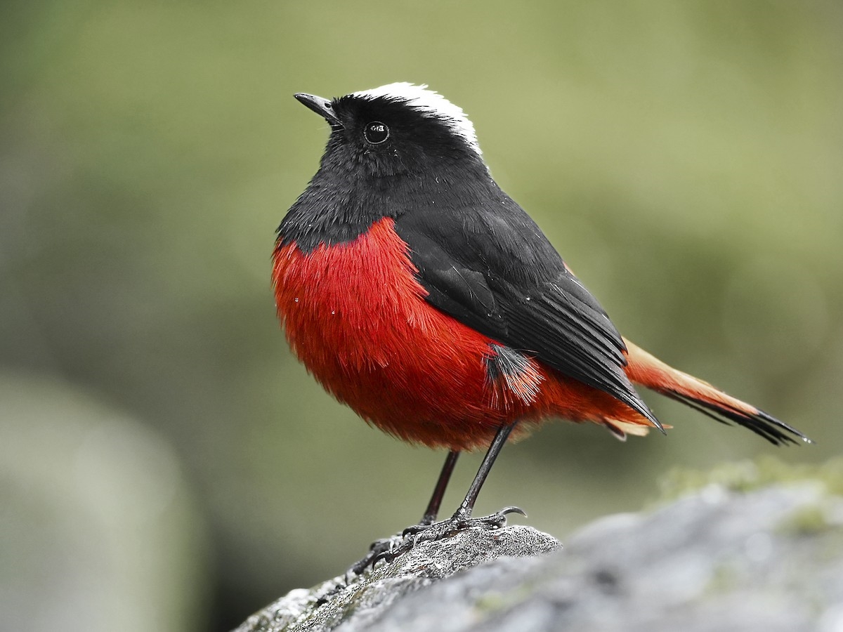 Red-capped Robin - eBird